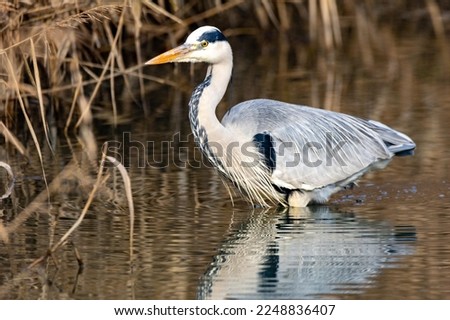 heron in hunting fish European lakes and marshes europe