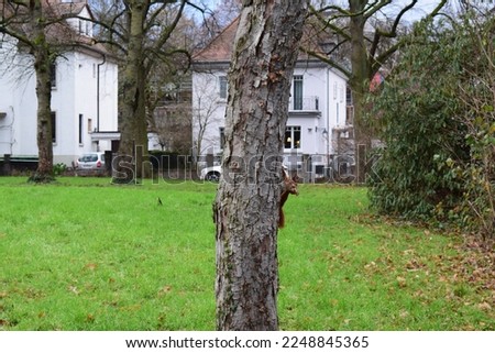 a squirrel in  a small urban park in winter