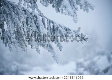 Snow-covered branches of spruce in white hoarfrost. Close-up. winter background