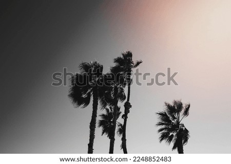 a image of Moody Palm Trees