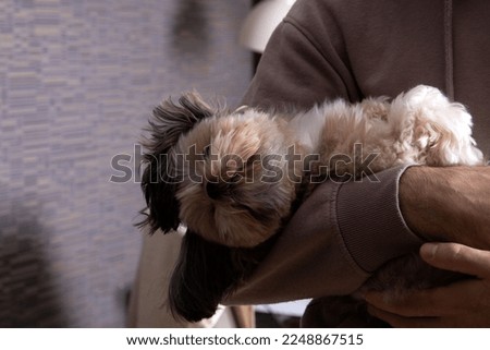 photo of a small breed of dog sitting in his arms in an apartment
