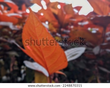 A defocused abstract background of red acalypha wilkesina leaves