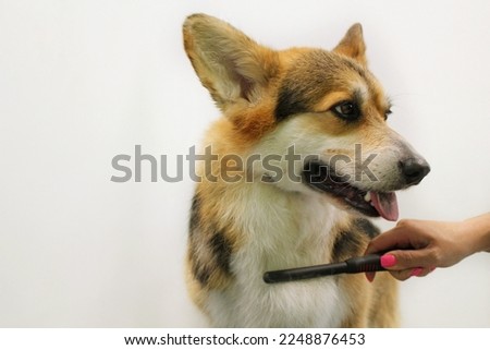 Hand of woman groomer makes a breed haircut with comb after washing fur in grooming salon. Use of tool for combing wool. Professional animal pet care concept. Close-up with copy space for text