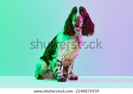 Studio image of smart english springer spaniel dog calmly sitting, posing over gradient green purple studio background in neon. Concept of motion, action, pets love, animal life, domestic animal.