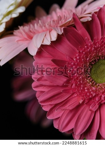 Beautiful pink gerbera daisy flower