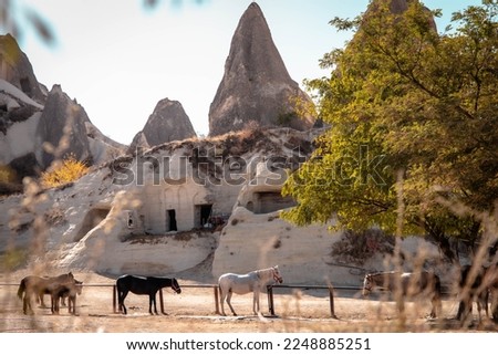 horse stable in the middle of the desert with caves in cappadocia, turkey