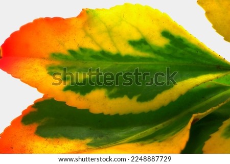 Still Life: Super macro, two red, orange, yellow and green winter euonymus japonicus leaves.