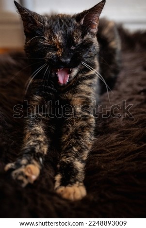 Lying kitten resting, stretching its front legs and with its mouth open when yawning