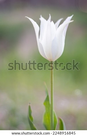 Selective focus of one white tulip in the garden with green leaves. Blurred background. A flower that grows among the grass on a warm sunny day. Spring and Easter natural background with tulip