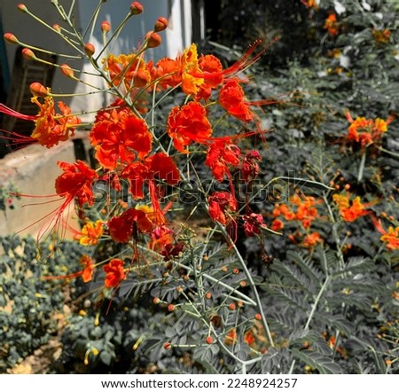 poinciana or mexican bird of paradise or red bird of paradise tropical garden flower background
