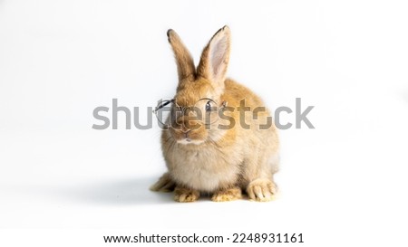 Healthy lovely baby bunny easter rabbit wearing eye glasses on white background. Animal symbol of easter day festival. Happy new year 2023 rabbit zodiac, chinese year of rabbit. Royalty-Free Stock Photo #2248931161