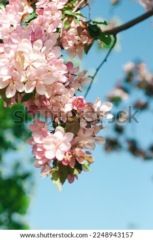 apple tree branch begins to bloom in spring buds bloom plants nature comes to life screensaver wallpaper pattern for calendar notebook cover poster