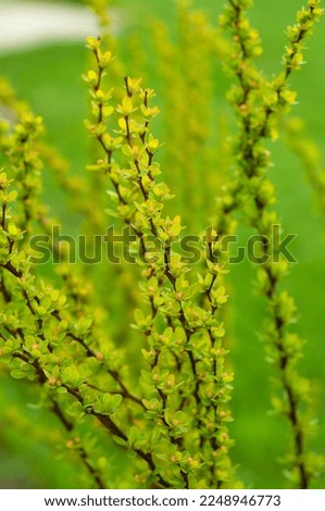 barberry branches of bright green color in spring begins to bloom plants bloom nature comes to life screensaver wallpaper pattern for calendar notebook cover poster