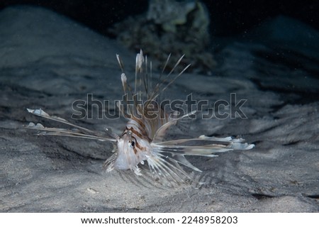 The light lionfish spread its fins to protect itself from a predator