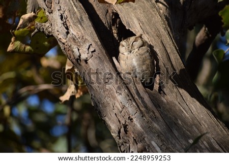 Wild Photography brown Baby owl, Gir Jungle Safari Gujarat, India 
