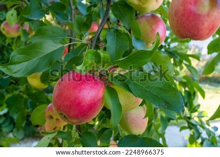 Ripening red apples on a branch in the sunlight on foliage background for poster, calendar, post, screensaver, wallpaper, postcard, banner, cover, website. Fruit ripening. High quality photography