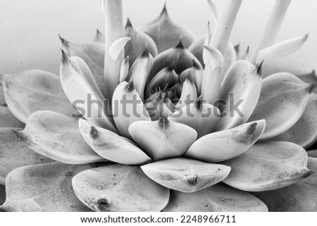 Succulent plant with thick leaves, close-up. Echeveria rosette for poster, calendar, post, screensaver, wallpaper, postcard, banner, cover, website. Toned high quality photography