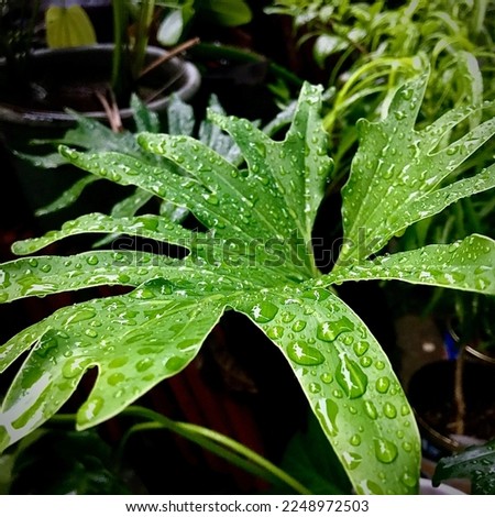 green leaves with raindrops, natural garden inside home