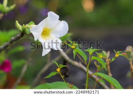 White Adenium obesum flowers bloom beautifully.