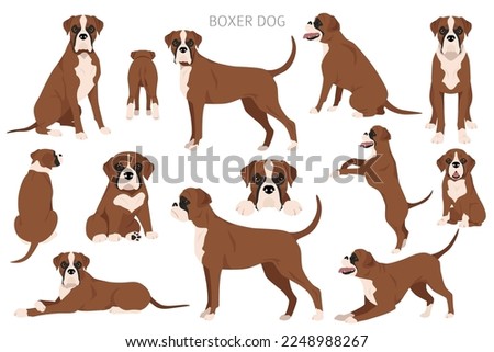 Boxer dog clipart. All coat colors set.  Different position. All dog breeds characteristics infographic. Vector illustration Royalty-Free Stock Photo #2248988267