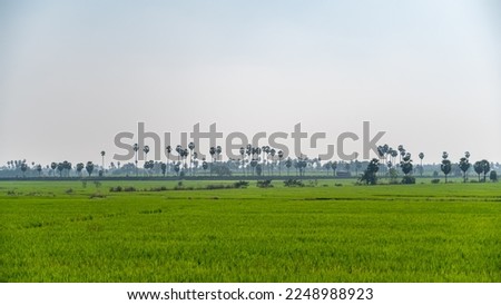 Rice plant and Borassus tree (palms tree), rice fields, Oryza sativa in the Indian village Royalty-Free Stock Photo #2248988923