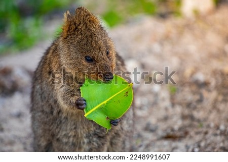 	
portrait of cute wild quokka eating a leaf on rottnest island in western australia; adorable wildlife on island near perth, symbol of rottnest island, selfie with quokka Royalty-Free Stock Photo #2248991607
