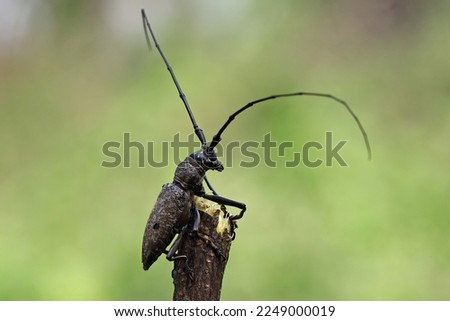  Asian Longhorn Beetle Animal Pictures