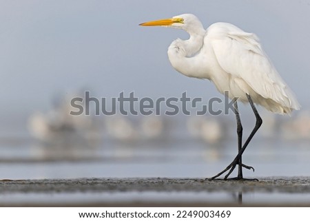 A large great egret (Ardea alba) resting on the Texas beach. Royalty-Free Stock Photo #2249003469