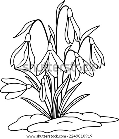 Spring snowdrop flowers on snow for coloring book. Vector illustration of blooming white snowdrops
