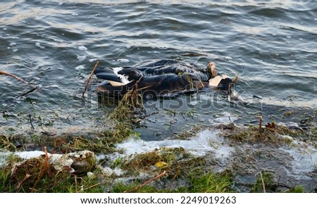 Avian flu - dead and decomposing bird floating in dirty water H5N1 Royalty-Free Stock Photo #2249019263