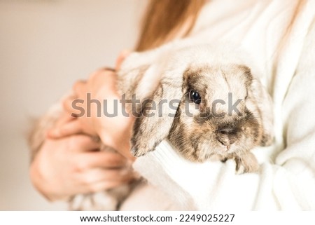 Girl hugs a cute white rabbit at home.a girl with a rabbit, bunny pet. close up Royalty-Free Stock Photo #2249025227