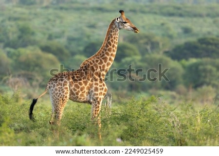 Southern Giraffe free-standing against a natural background