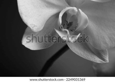 Blooming Orchid Phalaenopsis close-up. Orchid on a dark background. Monochrome black and white image. Macro Royalty-Free Stock Photo #2249031369