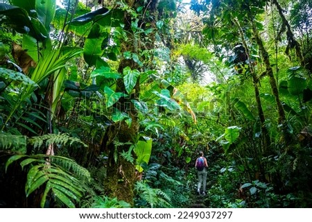 backpacker girl walks through dense jungle in monteverde cloud forest, Costa Rica; walk through fairy tale, magical tropical rainforest; wild nature of Costa Rica	 Royalty-Free Stock Photo #2249037297