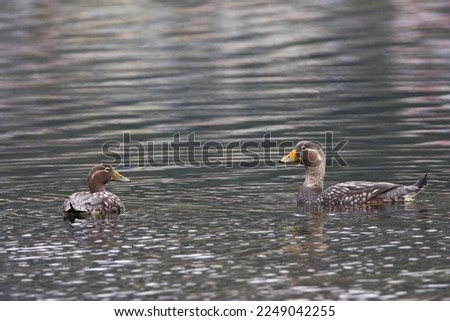 Swimming, Flying Steamer-Ducks. Male and female. Royalty-Free Stock Photo #2249042255