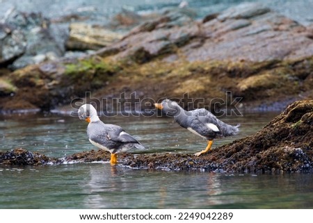 Paartje Vliegende Booteenden aan rotskust; Pair of Flying Steamer-Ducks on rocky shore Royalty-Free Stock Photo #2249042289