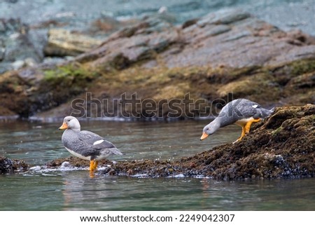 Paartje Vliegende Booteenden aan rotskust; Pair of Flying Steamer-Ducks on rocky shore Royalty-Free Stock Photo #2249042307