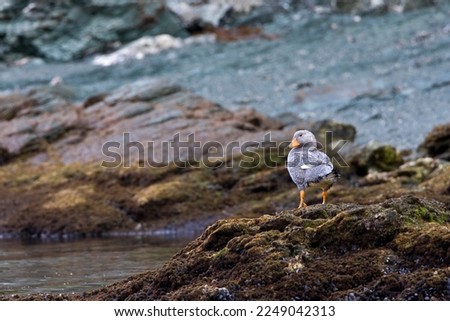 Vliegende Booteend op rotskust; Flying Steamer-Duck on rocky shore Royalty-Free Stock Photo #2249042313
