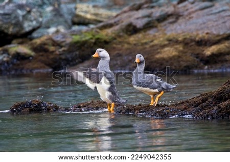 Paartje Vliegende Booteenden aan rotskust; Pair of Flying Steamer-Ducks on rocky shore Royalty-Free Stock Photo #2249042355