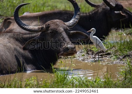 Water buffalo in National park Yala in Sri Lanka