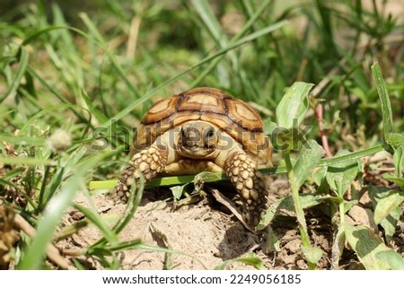 African Sulcata Tortoise Natural Habitat,Close up African spurred tortoise resting in the garden, Slow life ,Africa spurred tortoise sunbathe