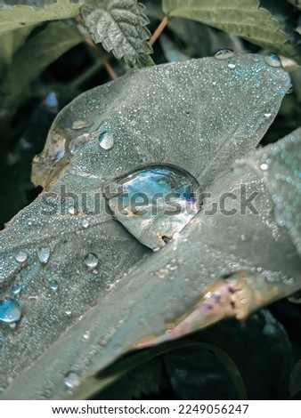 taro leaf embraces beautiful water droplets