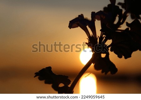 Beautiful sunset with a flower