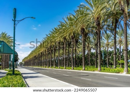 Row of palm trees on the median divider of an urban street with blue sky Royalty-Free Stock Photo #2249065507