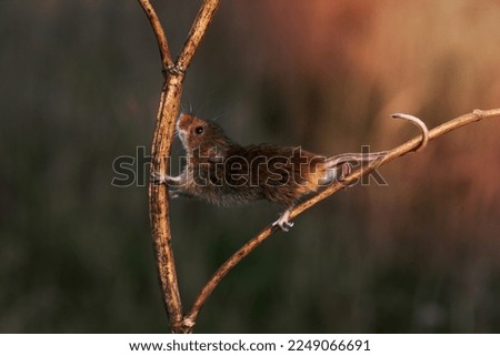 Harvest mouse, Micromys minutus, Midlands Royalty-Free Stock Photo #2249066691
