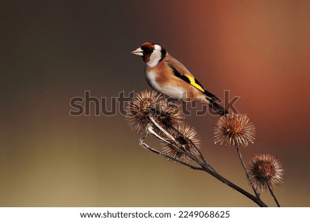Goldfinch, Carduelis carduelis, Single bird on Burdock, Warwickshire Royalty-Free Stock Photo #2249068625