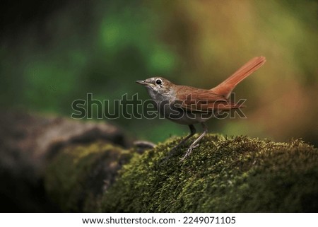 Nightingale, Luscinia megarhynchos, single bird on branch, Hungary Royalty-Free Stock Photo #2249071105