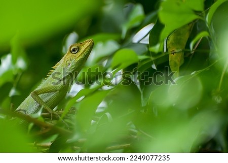 The chameleon's head appears among the thick green leaves.