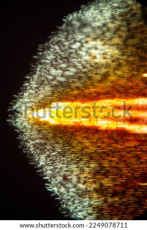 Abstract micrograph with polarization of a bract from a Protea flower, showing the midrib vascular tissue (orange), like magma in a leaf, at 40x. Royalty-Free Stock Photo #2249078711