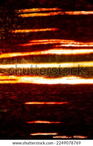 Abstract micrograph with polarization of a bract from a Protea flower, showing vascular tissue at 100x. Royalty-Free Stock Photo #2249078769